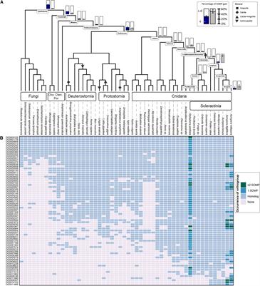 Evolution of Protein-Mediated Biomineralization in Scleractinian Corals